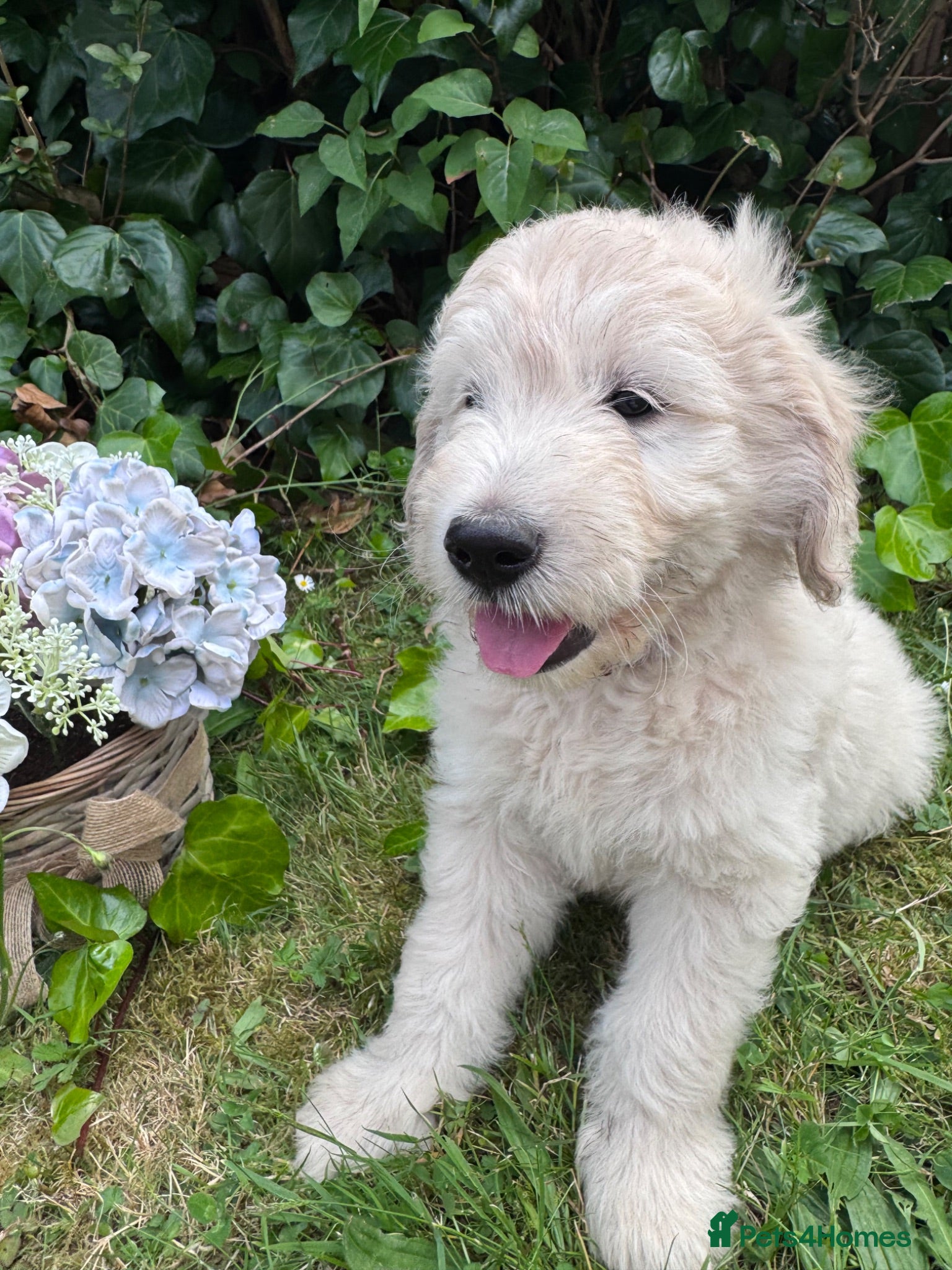 Mini Goldendoodle dogs F1 Miniature Goldendoodles  *READY NOW* - Advert 1