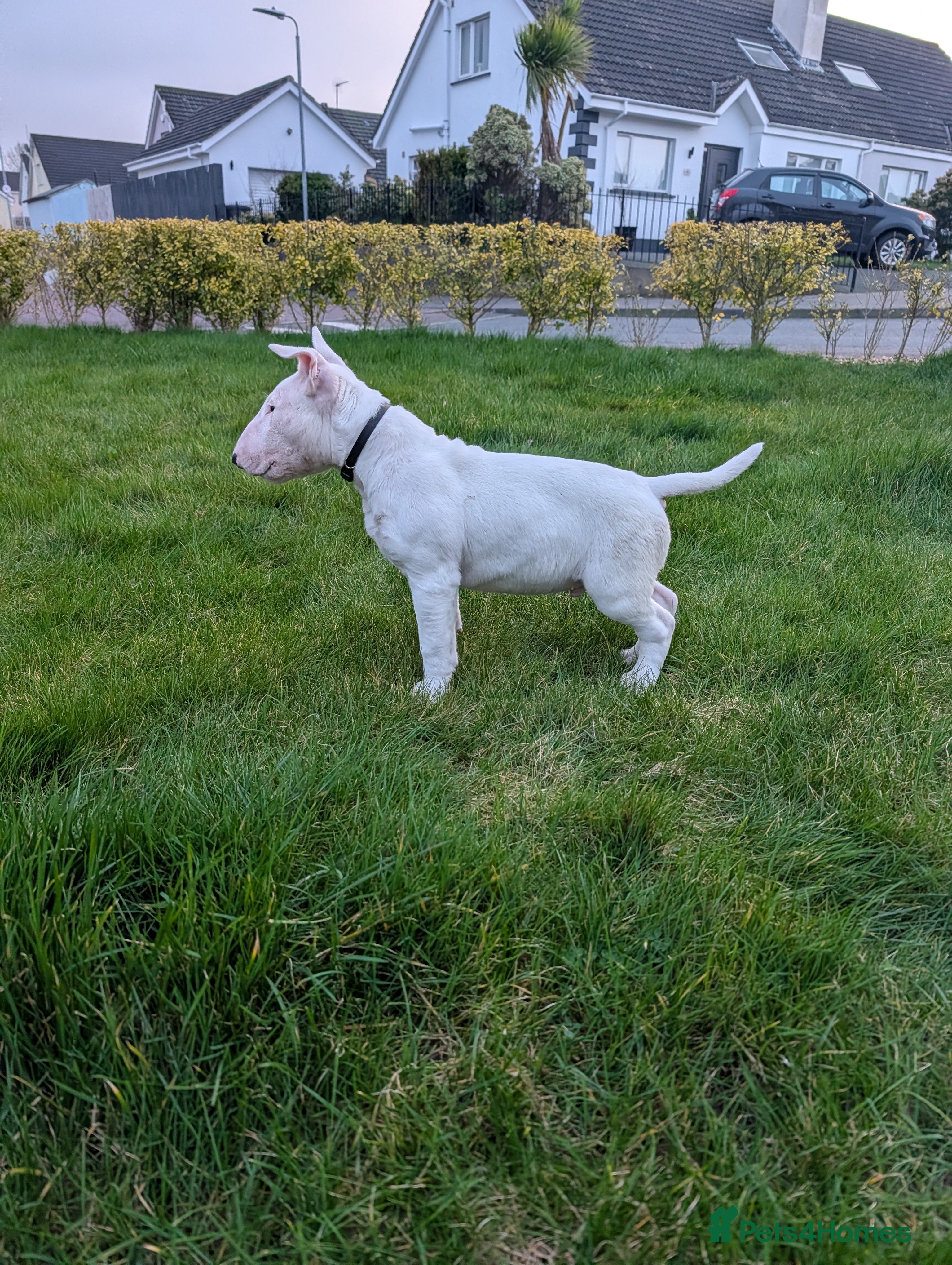 English Bull Terrier dogs English bull terrier pups - Advert 2