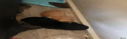 Mixed Breed cats for sale: Beautiful Bengal Kittens Looking for Forever Homes - Advert 16