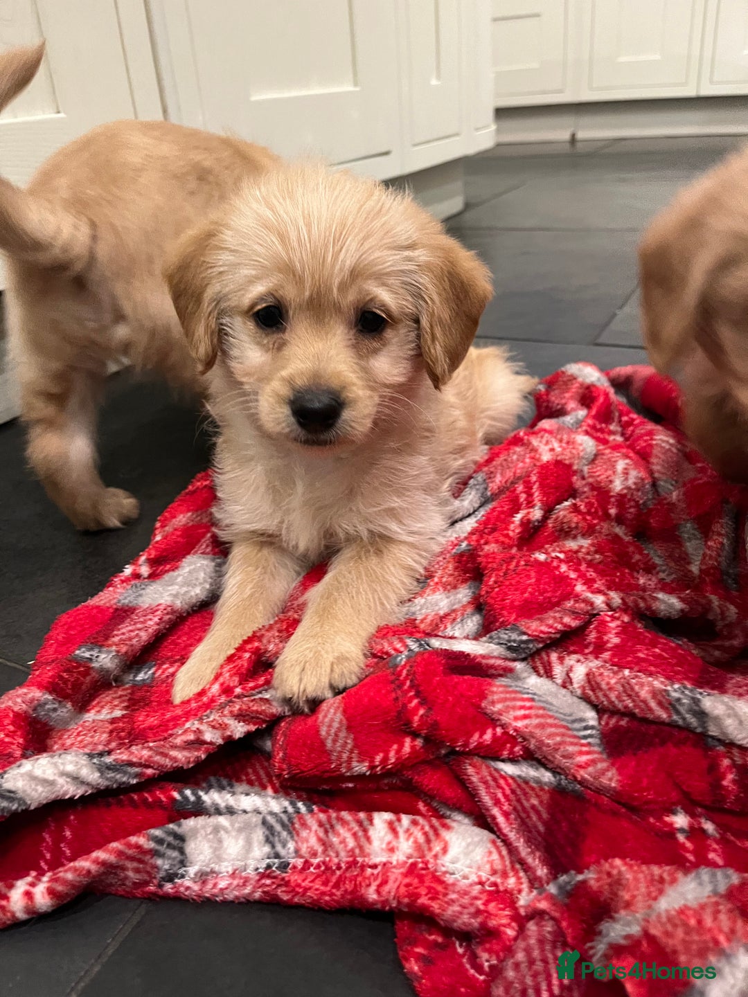 Labradoodle dogs for sale: Red/Apricot Health Tested Miniature Labradoodles - Advert 25