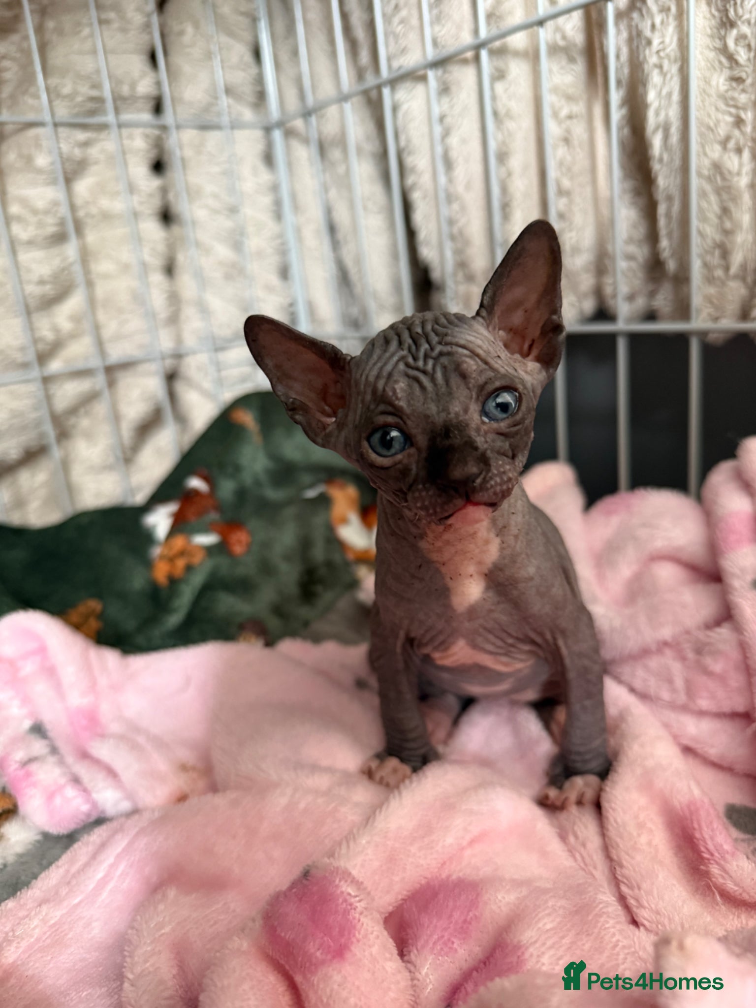 Sphynx cats for sale: 4 Sphynx kittens - Advert 5