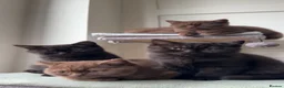 British Shorthair cats for sale: *REDUCED* British Shorthair Kittens in chocolate  - Advert 5