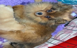 Pomeranian dogs for sale: Stunning Pomeranian Boy ready for walkie  - Image 5