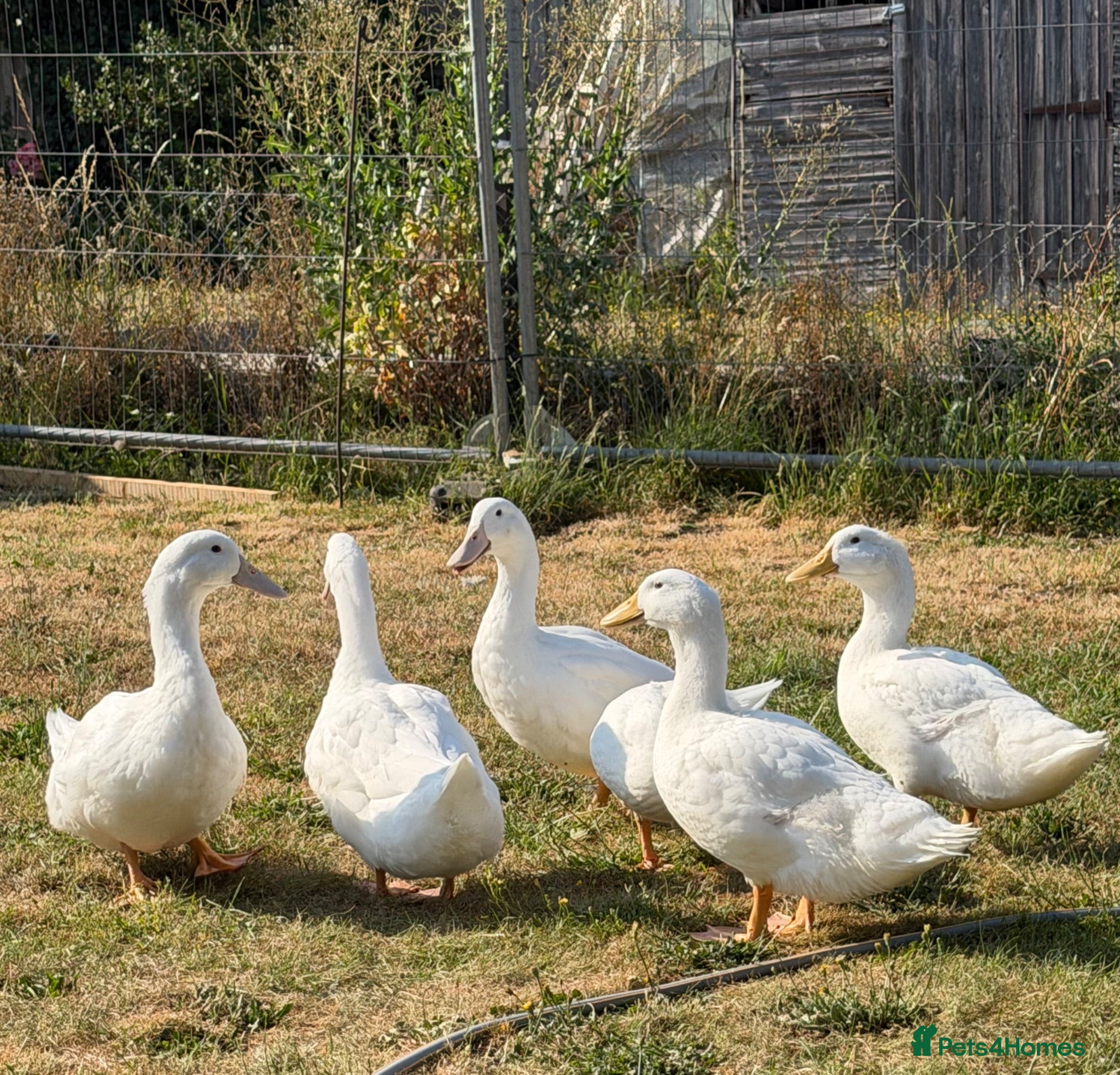Ducks poultry Alyesbury and Pekin ducks  - Advert 16