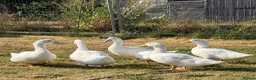 Ducks poultry for sale: Alyesbury and Pekin ducks  - Advert 1