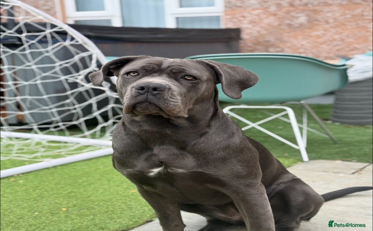 Cane Corso dogs - Advert 6