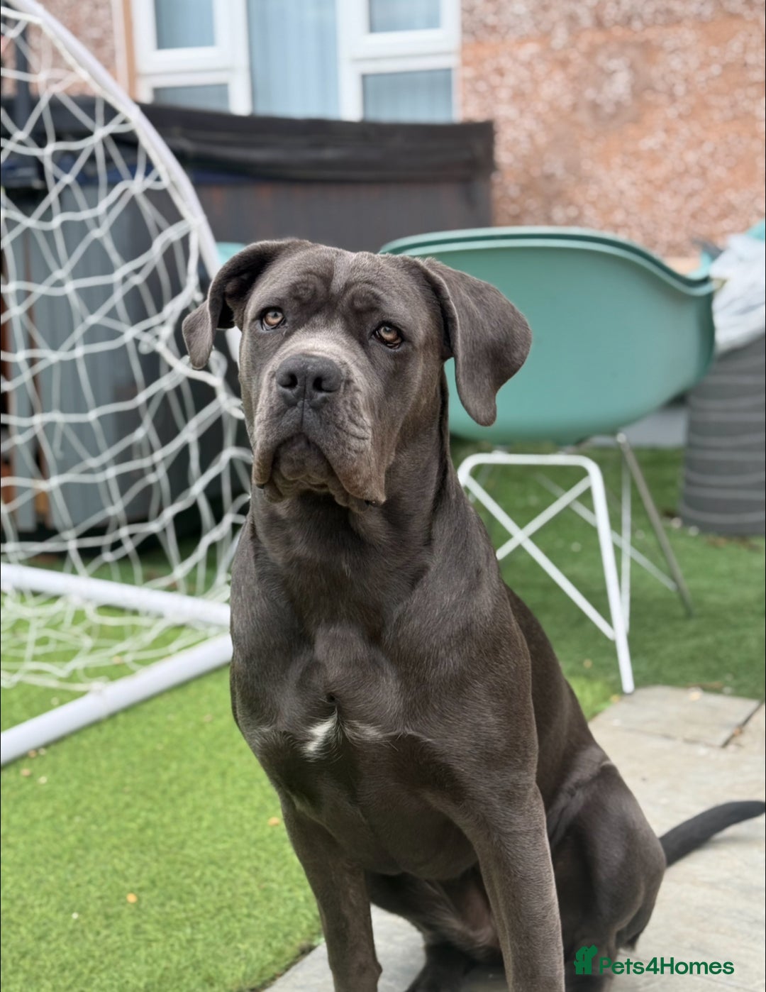 Cane Corso dogs for stud: Female Cane corso for Breed  - Image 1