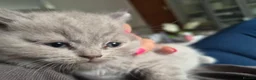 British Shorthair cats for sale: HEALTH TESTED BRITISH SHORTHAIR LILAC MALE KITTEN  - Advert 5