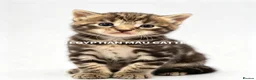 Egyptian Mau cats for sale: TICA reg SNOW LEOPARD EGYPTIAN MAU X BENGAL  - Advert 36