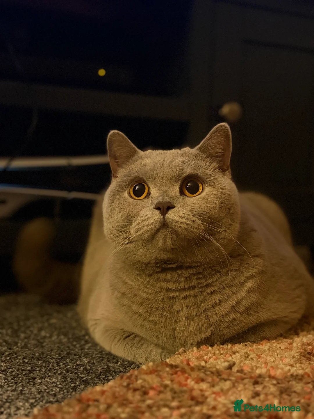 British Shorthair cats for sale: British blue short hair Stormi 🩶 in Accrington - Advert 1
