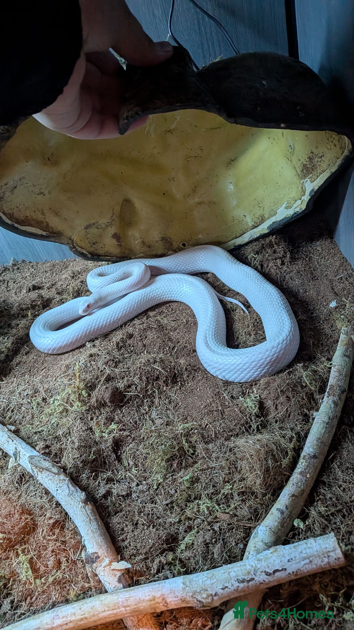 Corn Snake reptiles albino corn snake for re-home - Advert 2