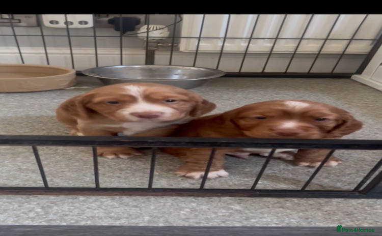 Cocker Spaniel dogs - Advert 2