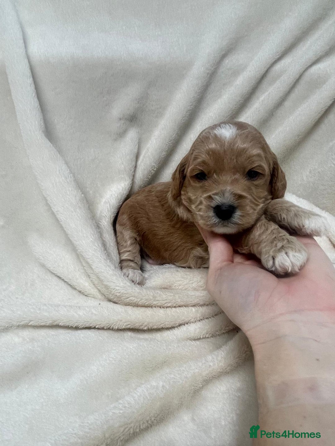 Cockapoo dogs for sale: F2 cockapoo puppies for sale - Advert 5