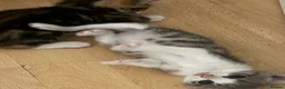 Domestic Shorthair cats for sale: 4 gorgeous male kittens 8weeks - Advert 24