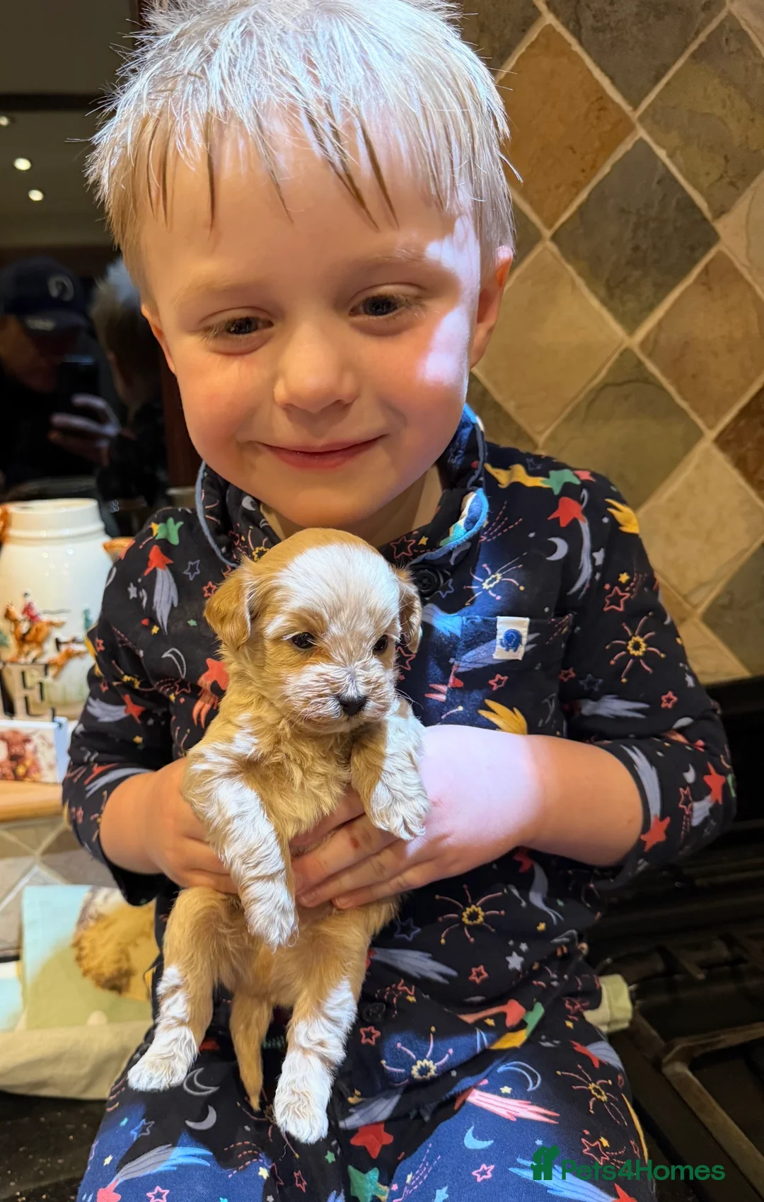 Cavachon dogs for sale: Outstanding Toy Cavapoochon Puppies *last girl * - Advert 5
