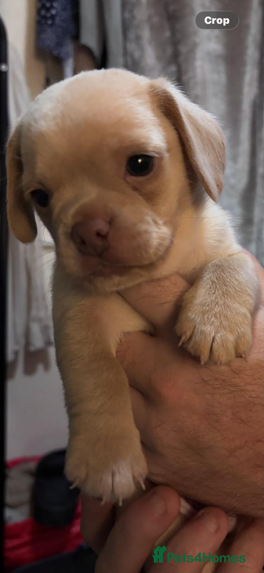 Mixed Breed dogs Pug cross miniature dachshunds - Advert 1