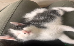 Mixed Breed cats for sale: Mixed Breed Kittens - Image 5