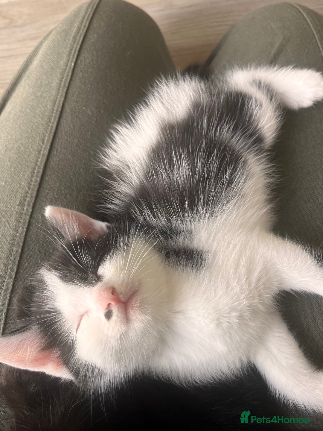 Mixed Breed cats for sale: Mixed Breed Kittens - Image 5
