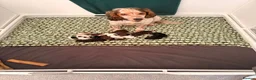 Cocker Spaniel dogs for sale: ✨🐾 EXQUISITE WORKING COCKER SPANIEL PUPPIES 🐾✨ - Advert 14