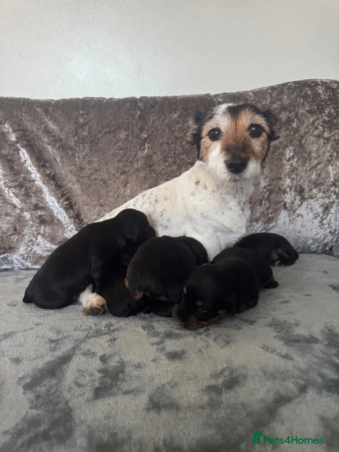 Jackapoo dogs for sale: Jackapoo Puppies in Peterborough - Advert 11