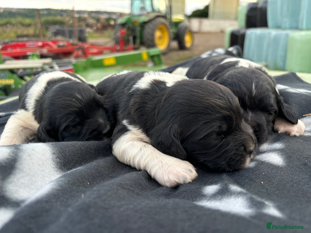 English Springer Spaniel dogs for sale: Gorgeous marked English Springer Spaniel pups  - Image 7