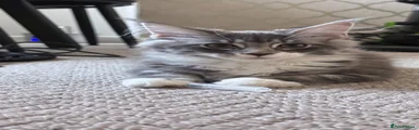 Maine Coon 3