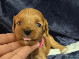 Cavapoo dogs Adorable F1 Cavapoo puppies - Advert 2