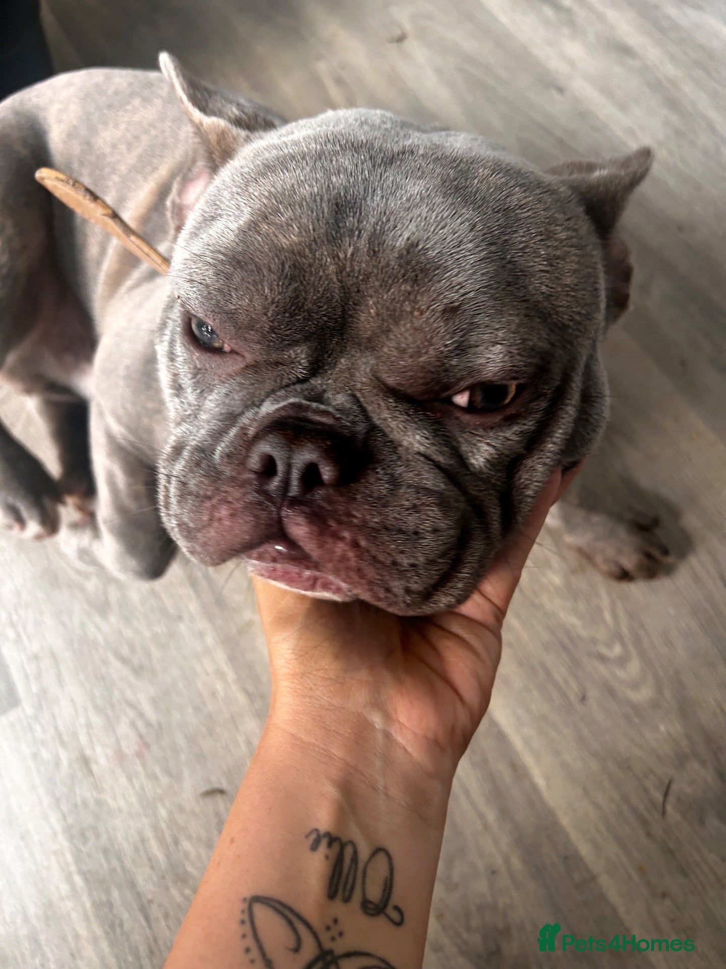 French Bulldog dogs 1 year old male Frenchie  - Advert 3