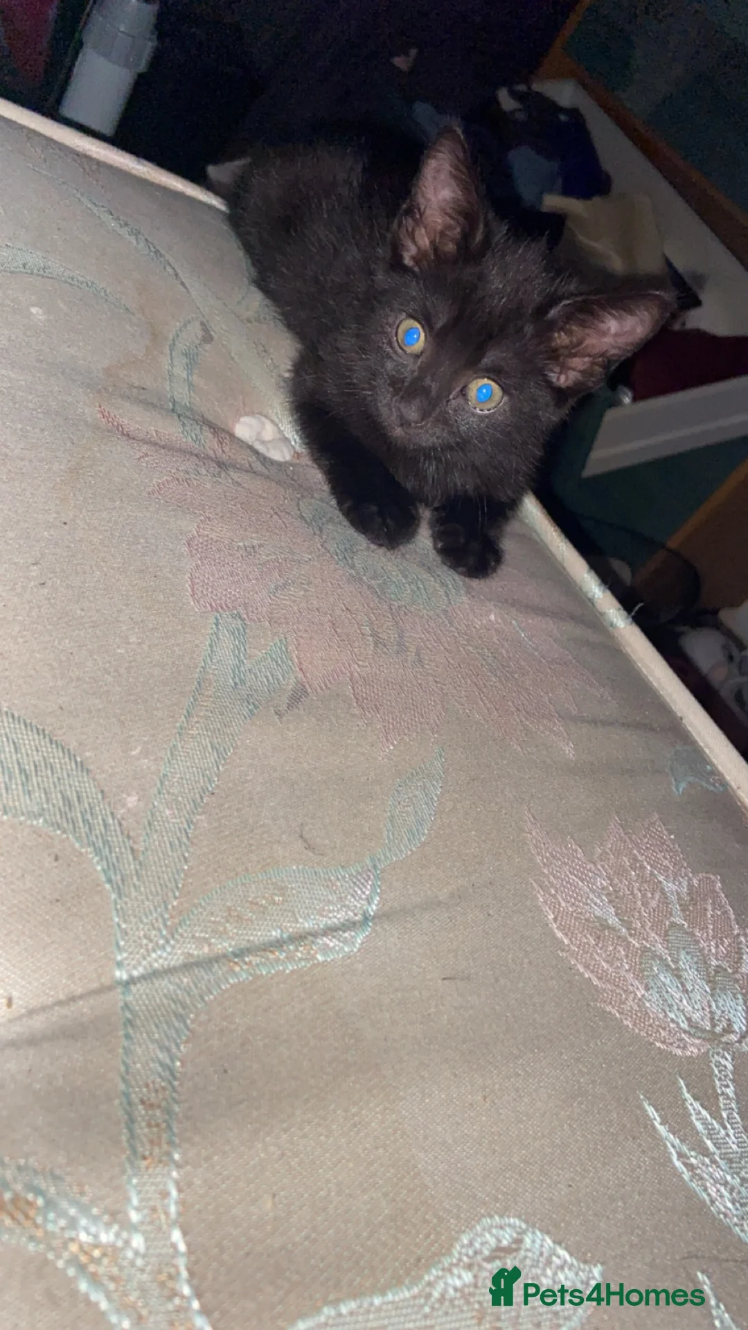 British Shorthair cats for sale: Black cat - Advert 5