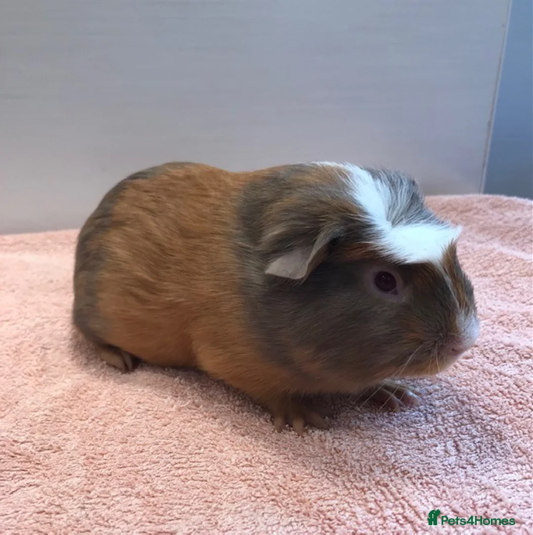 Guinea Pig rodents for sale: Pet Pair Singles Boars and a Sow - Advert 4