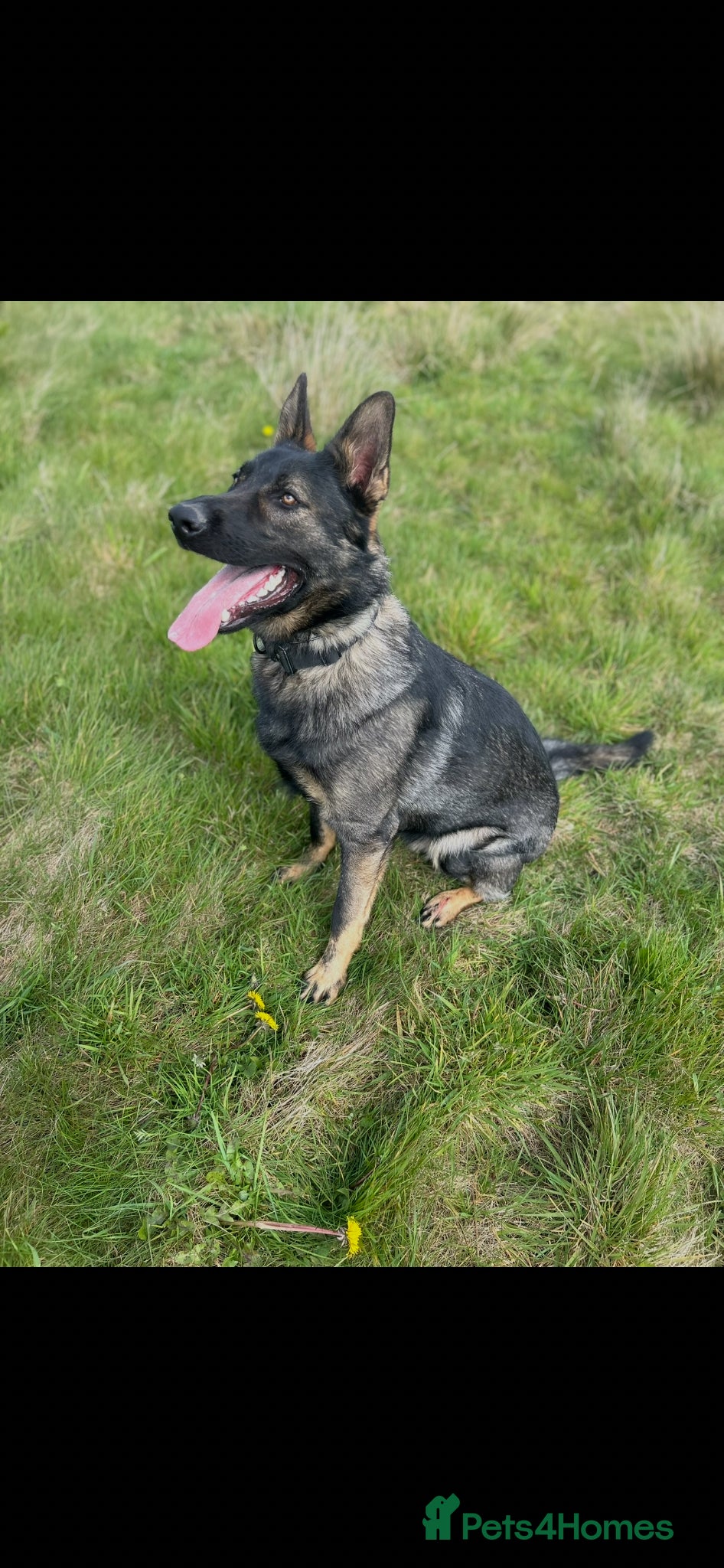 German Shepherd dogs for sale: Sam - German Shepherd GSD - Advert 1