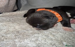 Mixed Breed dogs for sale: Cane corso mix Akita  - Image 6