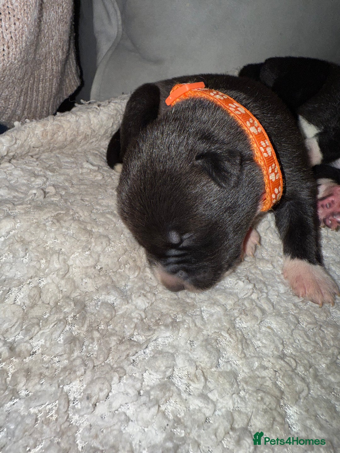 Mixed Breed dogs for sale: Cane corso mix Akita  - Image 6