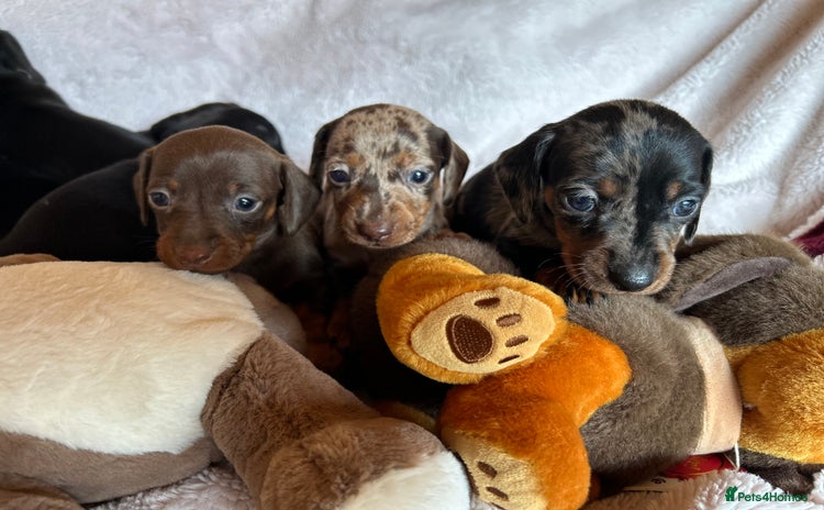 Dachshund dogs - Advert 13