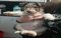 Fox Terrier dogs for sale: Wirefox terrier puppies KC registered READY NOW - Image 7