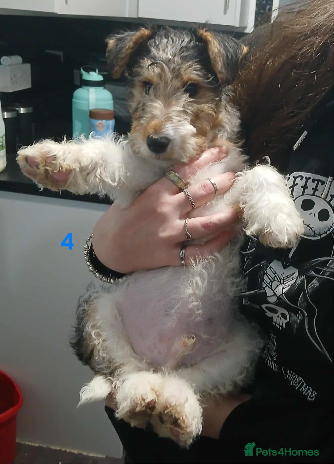 Fox Terrier dogs for sale: Wirefox terrier puppies KC registered READY NOW - Image 7
