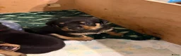 Rottweiler dogs for sale: Tilly’s puppies  - Advert 12
