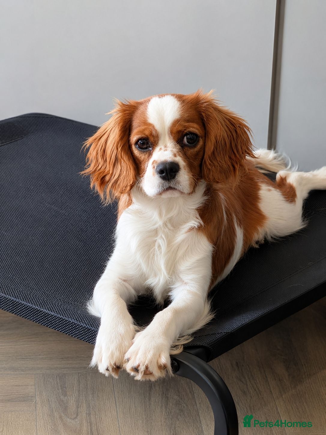 Cavalier King Charles Spaniel dogs Advanced trained cavalier  - Advert 2