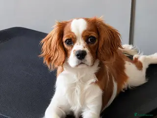 Cavalier King Charles Spaniel dogs Advanced trained cavalier - Advert 2