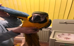 Macaws birds for sale: Baby hand reared macaw - Advert 3