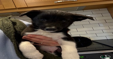 Border Collie dogs - Advert 5