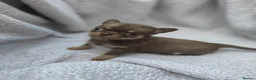 Chihuahua dogs for sale: Short Haired Chihuahua Apple Head KC Reg Puppies - Advert 25