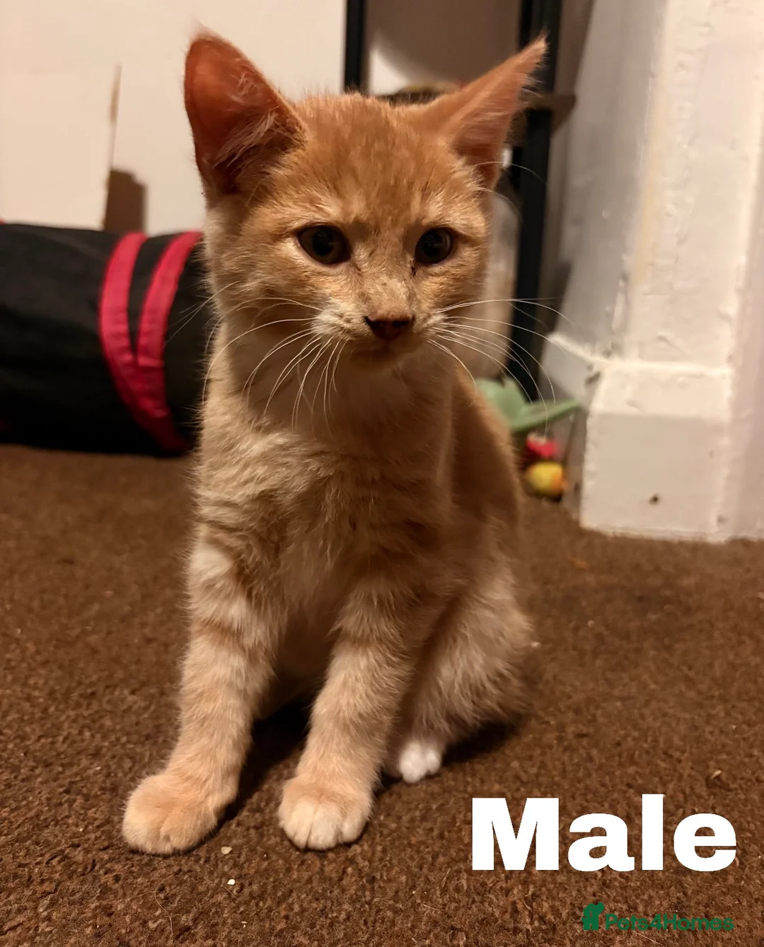 Mixed Breed cats for sale: ** One Sphynx Variant Kitten left ** - Advert 10