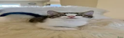 Maine Coon cats for sale: 🐾 Five Beautiful Maine Coon Cross Kittens - Advert 8