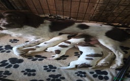 English Springer Spaniel dogs for sale: English Springer Spaniel Puppy - Image 3
