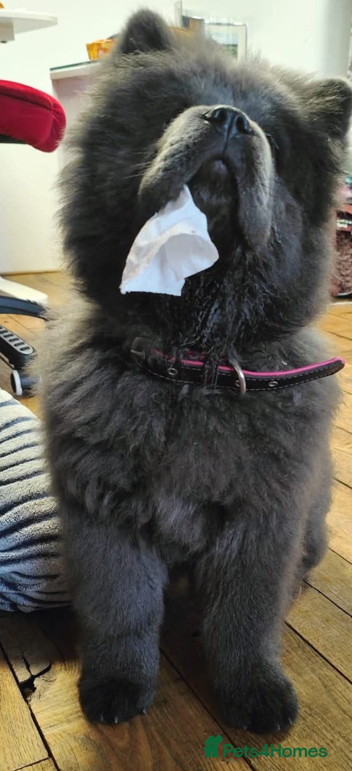 Chow Chow dogs 1 year old cat-loving chowchow  - Advert 16
