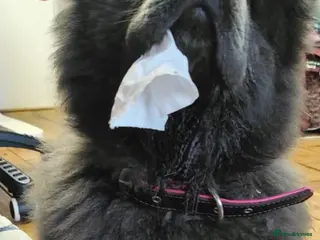 Chow Chow dogs 1 year old cat-loving chowchow - Advert 16