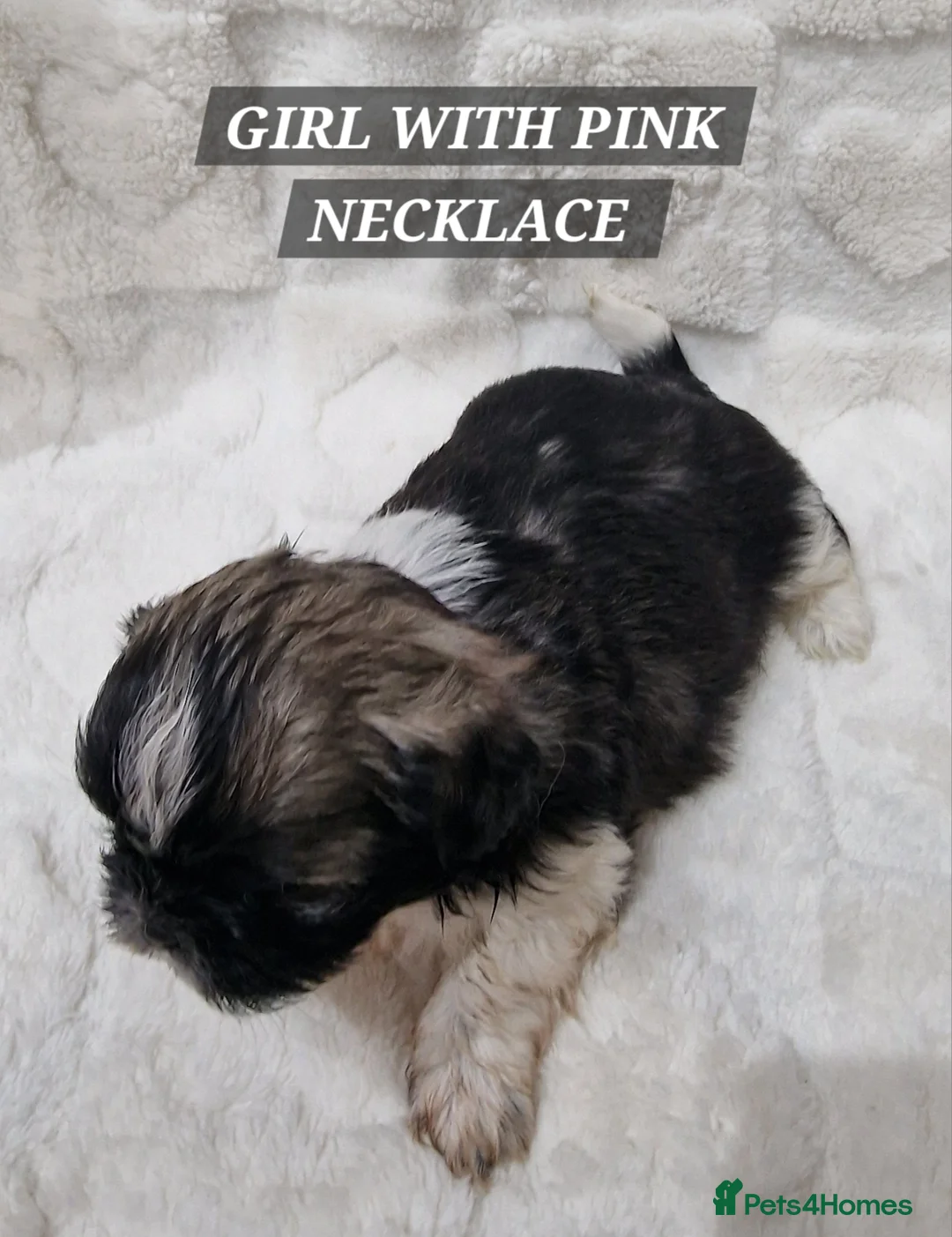 Shih Tzu dogs for sale: Pure breed Shih Tzu puppy - Advert 20