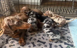 Dachshund dogs for sale: Dachshund Lovely Pupies Waiting for Forever Home - Image 16