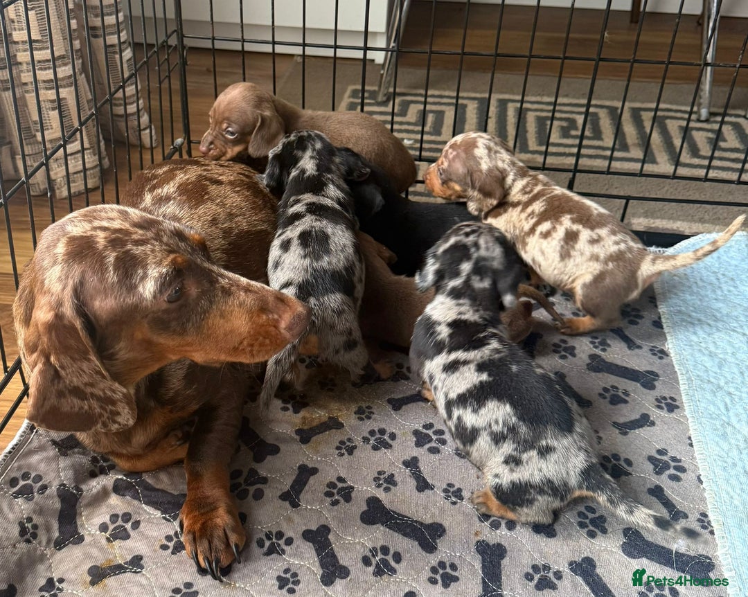 Dachshund dogs for sale: Dachshund Lovely Pupies Waiting for Forever Home - Image 16